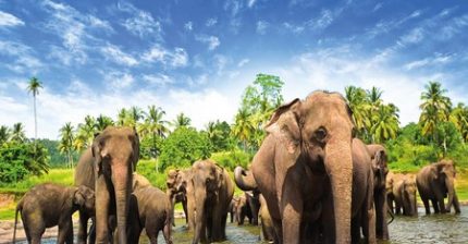 Sri Lanka - Maldivas